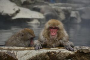 カップル旅行にぴったりの紅葉と温泉宿泊おすすめ貸切露天風呂はどこ？