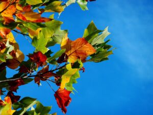 カップル旅行に最適な紅葉を楽しむ温泉宿泊おすすめ貸切露天風呂は？