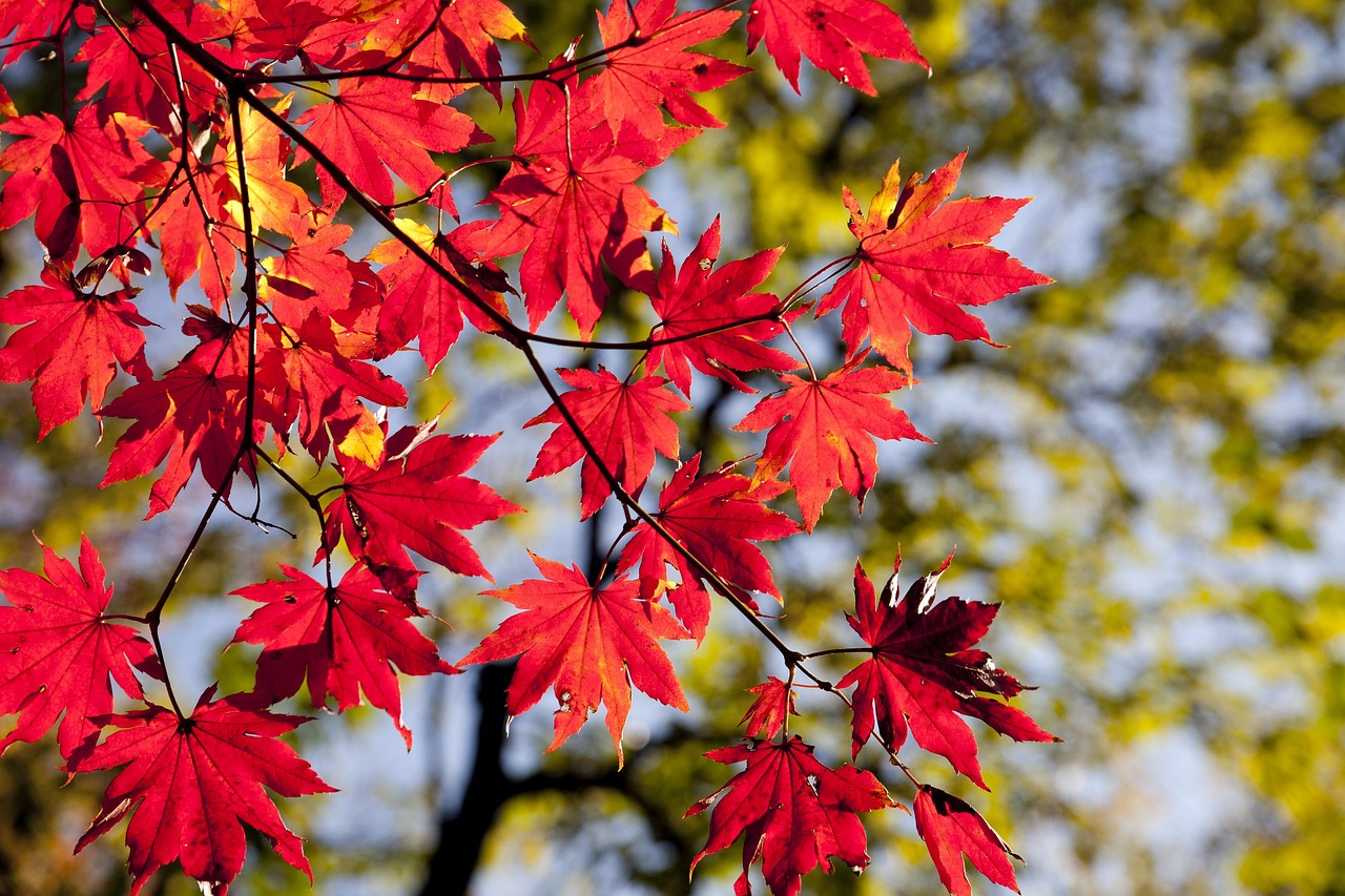 紅葉を楽しむ温泉宿泊でのカップル限定プランと絶景貸切風呂はどこがおすすめ？