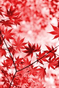 紅葉を楽しむ温泉旅行でカップルデートに最適な貸切プランは？
