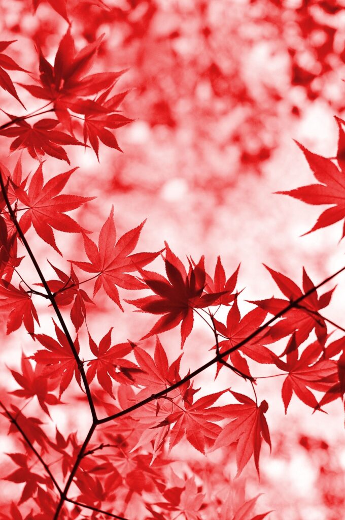 紅葉を楽しむ温泉旅行でカップルデートに最適な貸切プランは？
