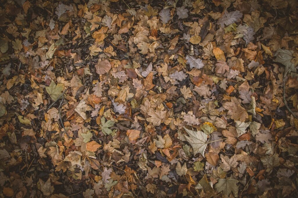 カップル旅行に最適な紅葉を楽しめる温泉宿泊貸切おすすめ宿は？