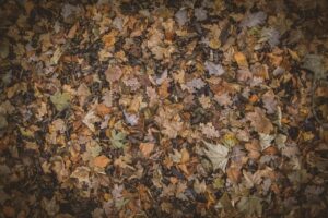 カップル旅行に最適な紅葉を楽しめる温泉宿泊貸切おすすめ宿は？