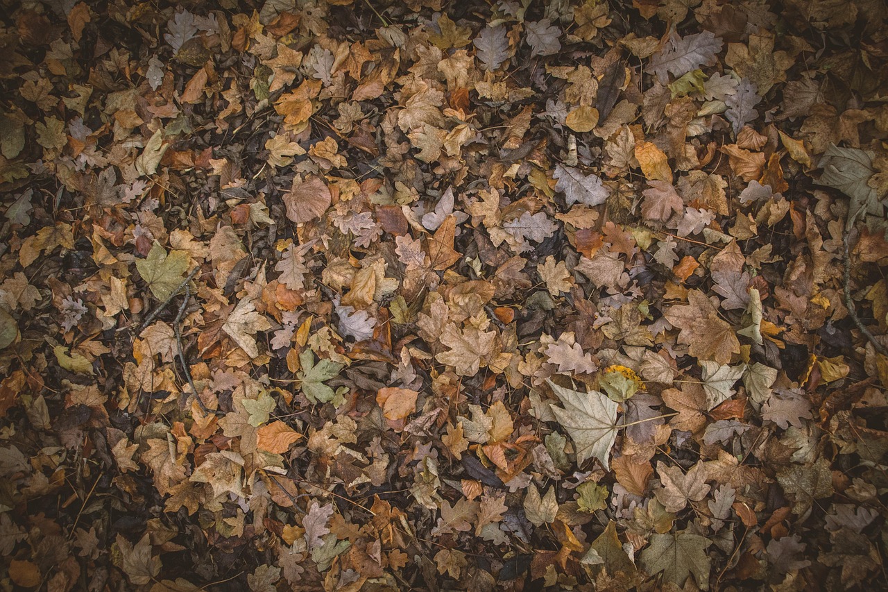 カップル旅行に最適な紅葉を楽しめる温泉宿泊貸切おすすめ宿は？