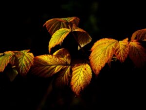 紅葉を楽しむカップル限定プランの温泉宿泊おすすめは？