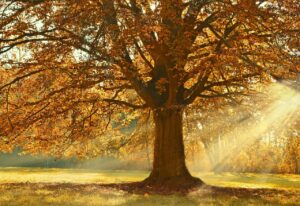 紅葉を楽しむ温泉旅行でカップル向けの宿泊おすすめは？