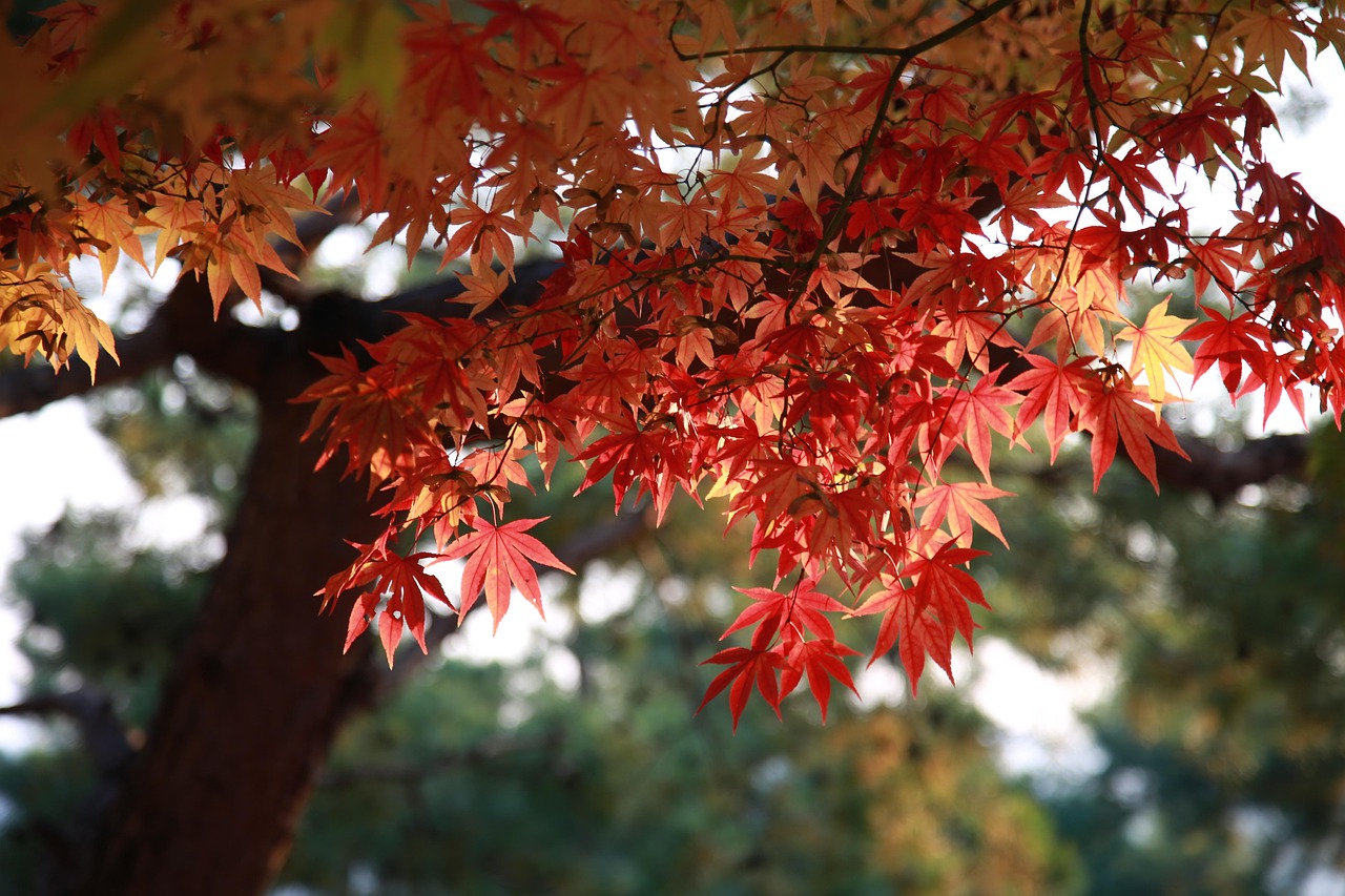 紅葉を楽しめる温泉宿泊でカップル向けの絶景貸切風呂はどこにある？