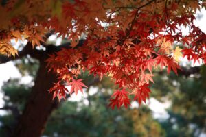 紅葉を楽しむカップルにおすすめの温泉旅館と貸切風呂は？