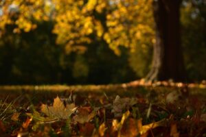 紅葉を楽しむ温泉宿泊プランでカップルにおすすめの宿は？
