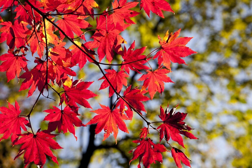 紅葉を楽しむ温泉旅行でカップル限定貸切風呂はどこにある？