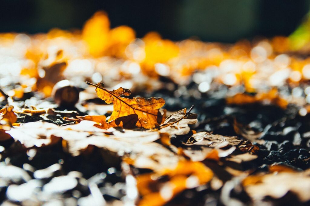 紅葉デートに最適な温泉宿泊プランはカップルにおすすめ？