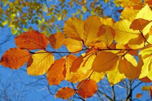 紅葉を楽しむカップル旅行プランに最適な貸切露天は？