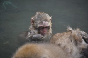 紅葉を楽しむデートカップルにおすすめの温泉旅館と貸切露天は？