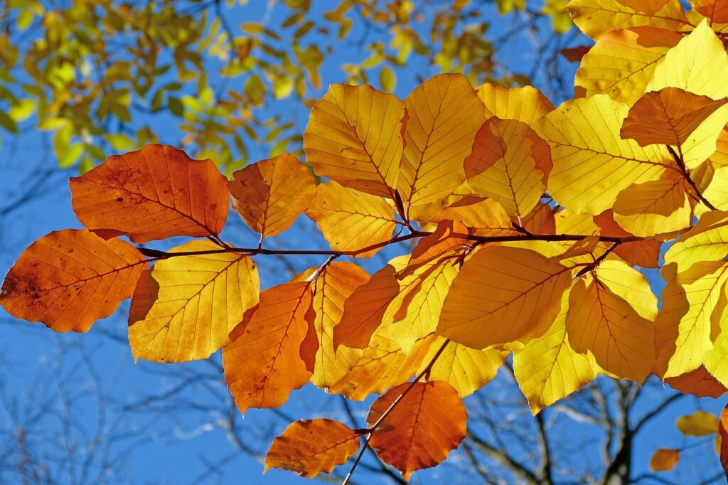 紅葉絶景を楽しめる温泉旅館の貸切露天付きプランは？