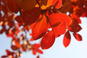 カップルで楽しむ紅葉と貸切露天の平日限定プランは？