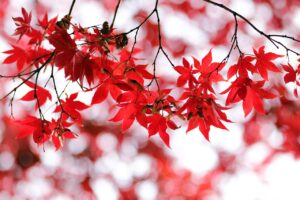 カップルで楽しむ紅葉と貸切露天を予算5万円以内で楽しむ方法は？