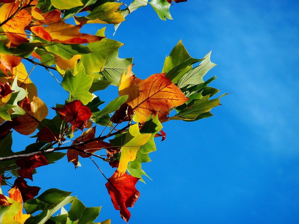 カップルで楽しむ紅葉の貸切露天がある甲信越の旅行プランは？