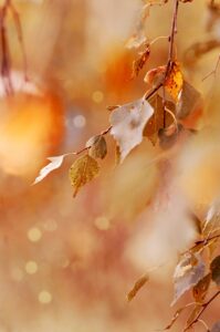 カップルで楽しむ紅葉の貸切露天におけるキャンセル料の目安は？