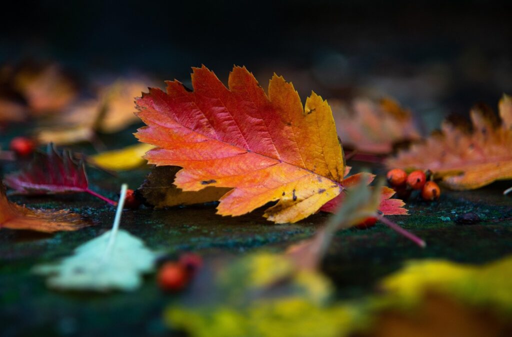 カップルにおすすめの紅葉を楽しむ貸切露天でのオールインクルーシブプランは？
