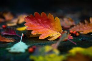 カップルにおすすめの紅葉を楽しむ貸切露天でのオールインクルーシブプランは？