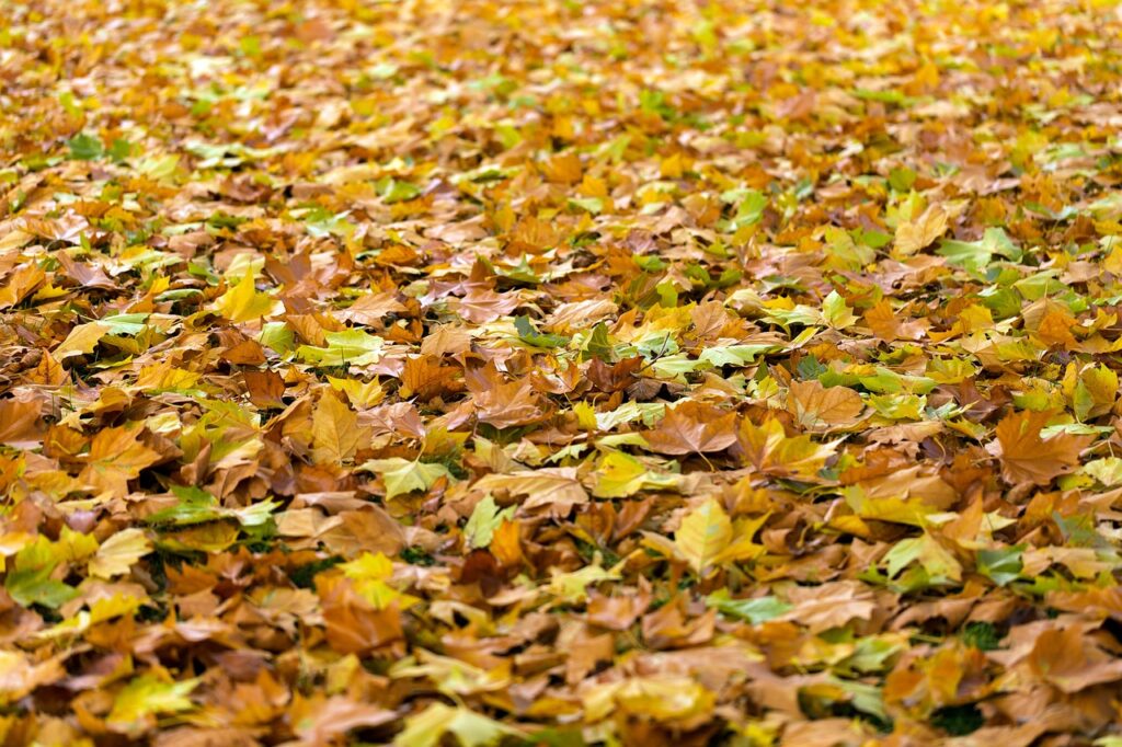 紅葉シーズンにおすすめのカップル旅行で楽しむ貸切温泉は？