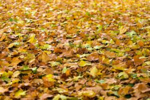 紅葉シーズンにおすすめのカップル旅行で楽しむ貸切温泉は？