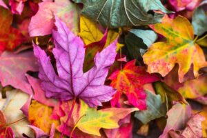 カップルで楽しむ紅葉と貸切露天、クラフトビールのおすすめスポットは？