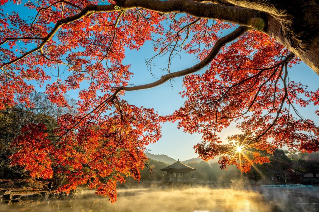 カップルで楽しむ紅葉と貸切露天、温泉街食べ歩きのおすすめプランは？