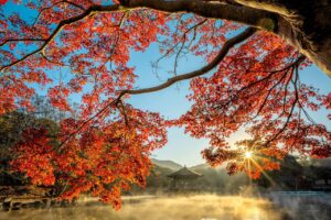カップルで楽しむ紅葉と貸切露天、温泉街食べ歩きのおすすめプランは？