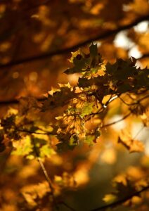 カップルにおすすめの紅葉を楽しむ貸切露天と関東近場ドライブスポットは？
