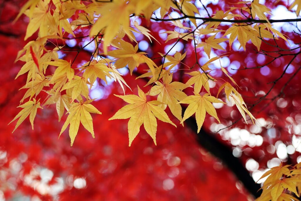 カップルが紅葉を楽しむための貸切露天付き高級旅館に泊まりたい理由は？