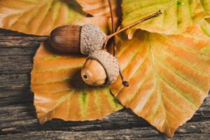 カップルで紅葉を楽しむ貸切露天のマナーが不安な人向けのポイントは？