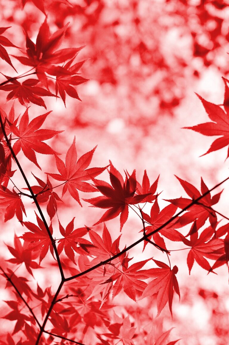 カップルにおすすめの紅葉が楽しめる貸切露天の三連休に空きがある宿は？