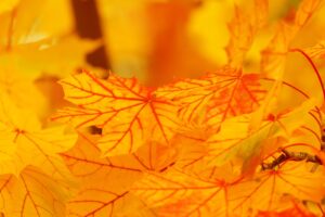 カップルにおすすめの紅葉が楽しめる貸切露天付きハイクラスホテル比較は？