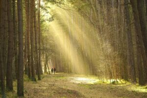 カップルにおすすめの紅葉が楽しめる貸切露天付きリーズナブル旅館比較は？
