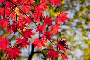 カップル向け紅葉シーズンの貸切露天朝食のみプランの注意点は？